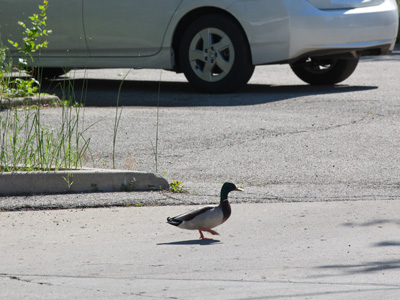 Somebody`s lost.  There is no water anywhere nearby.