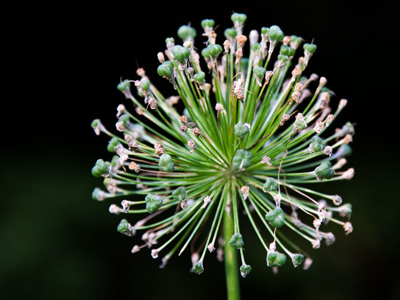 If I had listened closely, I`m sure I would`ve heard a who.