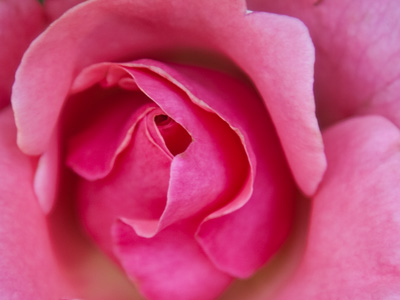 Roses are pink, violets are purple.