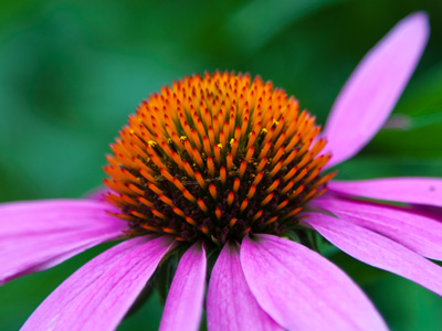 The prairie -- or in this case -- the urban coneflower.