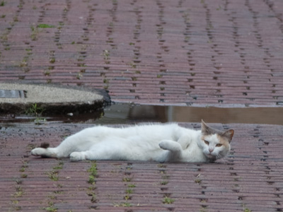 Let sleeping cats lie.