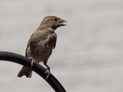 It`s the time of year when I take too  many pictures of birds.