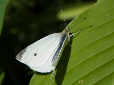 This butterfly didn`t seem to be afraid of me, although I gave a pretty good fright to a jogger rounding the corner.