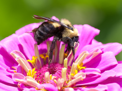 Thank you, pollinators!