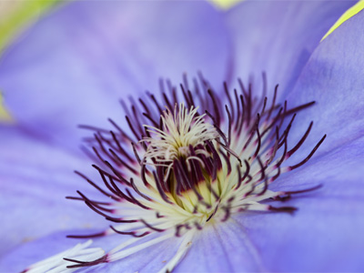 I went to a workshop today about photographing flowers.  The instructor had a lot of good ideas.  Oh wait, it was me.