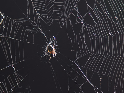 I was almost late for work since I had to stop to shoot this.