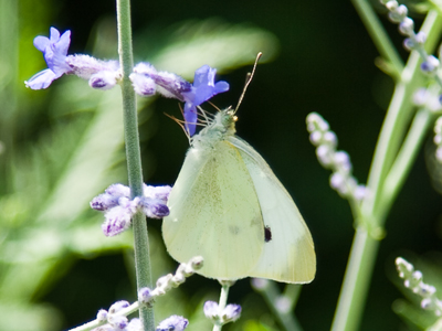 A neighbor who has known me for a long time simply said `Hi Adam` and kept walking past.  He didn`t stop to ask, `What are you doing?  Taking pictures?`
