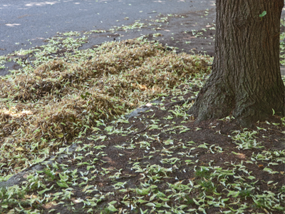 This tree really wants to be a daddy.