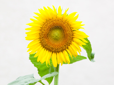 There`s nothing subtle about a sunflower.