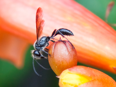 An unexpected pollinator.  I guess I`m a pollinator too, if you look on my clothes and the bottom of my shoes.