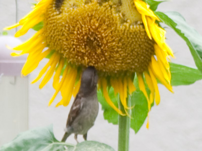 A quarter cup of sunflower seeds provides 27% of the daily value for selenium.