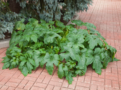 Somebody planted . . . something . . . in the park.