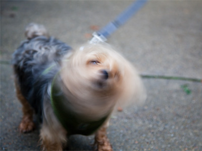 Diesel the dog eats chicken breast with rice for dinner.