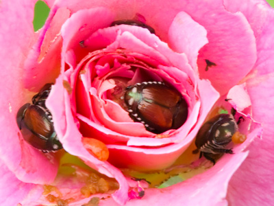 Look, honey, I got you a rose!  What`s the matter?