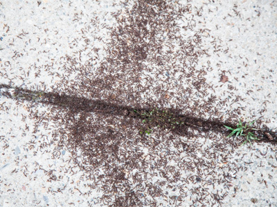 I hope the barefoot guitarist (photo 4) borrows the empty shoes (photo 3) before walking near these ants (photo 5).