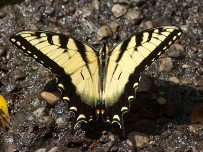 When I went out to lunch, I found this tiger swallowtail `puddling` for nutrients.  It was still there when I got back.