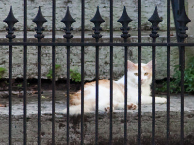 Where every cat belongs:  behind bars.