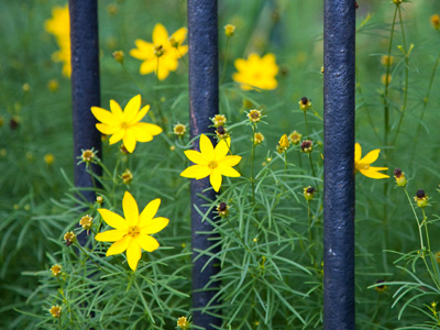 Confine the cats, but free the flowers.