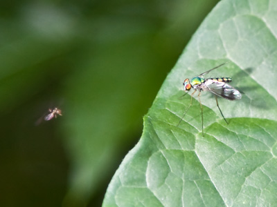 Tiny fly comes face to face with even more tiny fly.