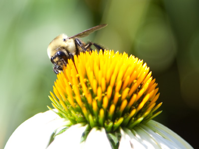 This is PROBABLY not the same bee seen on July 7 above.