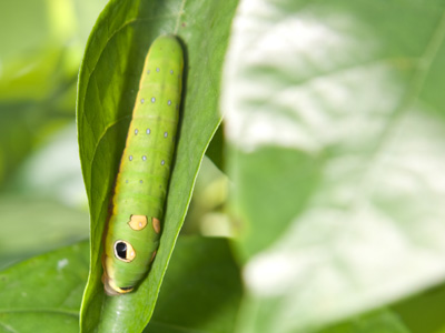 Wait, did that leaf just move?