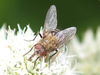 Trying to think of a good reason why this creature exists.