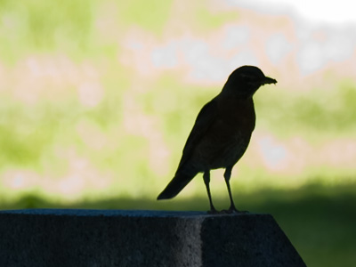 Quoth the raven, `Nevermore.` EDGAR ALLAN POE