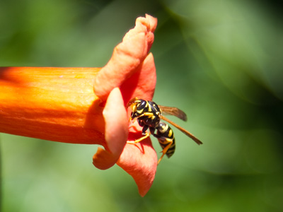 `Is anybody in there -- body in there -- in there -- there?`