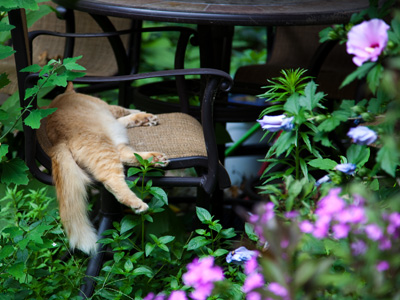 Exhausted after a day of tormenting smaller animals.