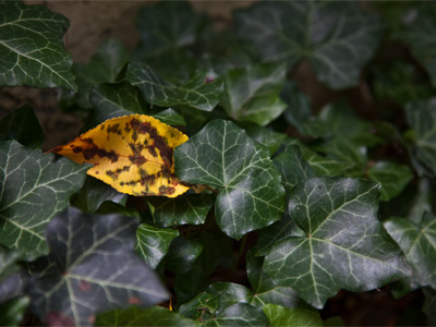 There are a lot of reasons why I am not very much like you.  I can`t overestimate the significance of the fact that I haven`t watched television in over a decade.