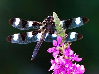 Fossilized dragonflies have a wingspan of over two feet.