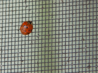 I guess this proves that the screen is working properly.