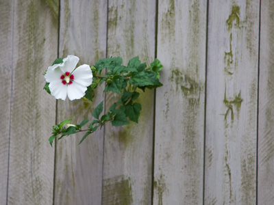 The will to live is intense.