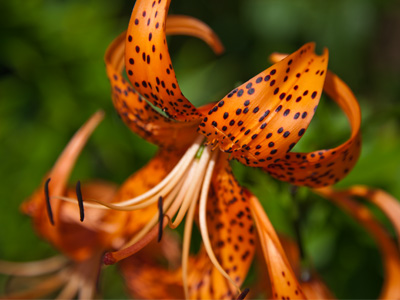 The botanical name of this flower is Lilium Cincinnatus Bengalis.