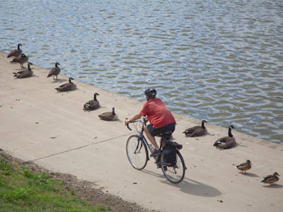 An extraordinary photo opportunity was missed because the geese were too lazy to fly away as the cyclist passed.
