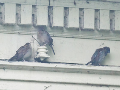 The birds knew enough to stay out of the rain . . . 