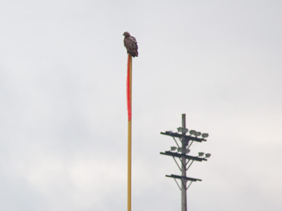 A large hawk watched the race . . . or was it a vulture?