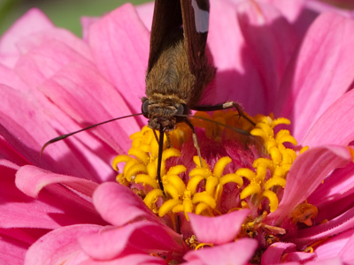 Butterflies are harmless and pretty and all that, but look at them up close and they`re just as creepy as any other bug.
