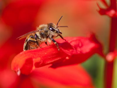 I don`t think I could have enjoyed the company of a human being as much as I did these bugs, birds and blooms.