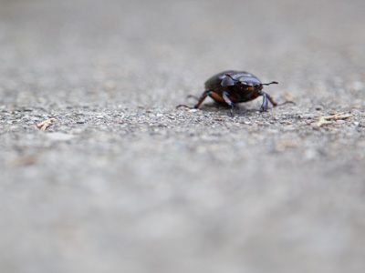 Down among the bugs.