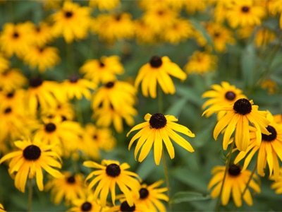 A few minutes earlier, I had taken another picture of black eyed susans and it was nowhere near as good as this.