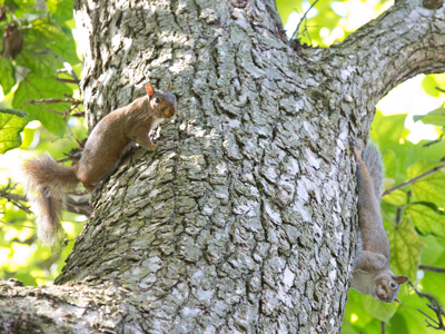 There are no hawks in the neighborhood this year, so the squirrels are running in herds.