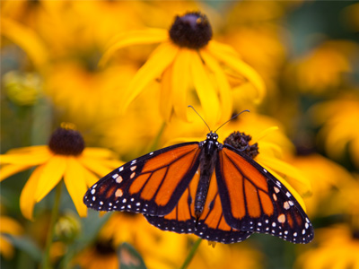 With only a seven-month lifespan, he is now over the hill.