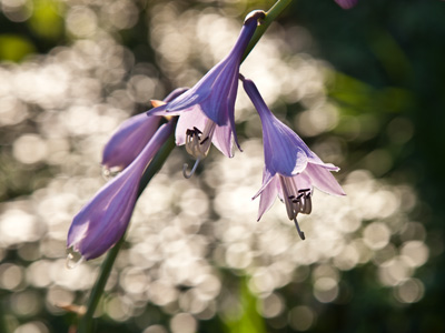 The sun rises before I get up, but here`s a hint of it.