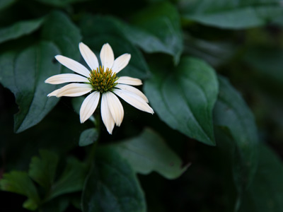 Tiny flower booby-trapped with tiny webs made by tiny spiders seeking tiny victims.