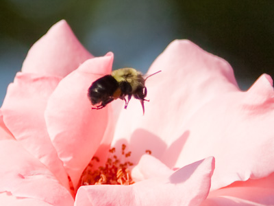 This photo is the result of 10% luck and 90% persistence.