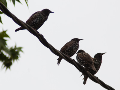 If you heard them, you`d know why they`re called grackles.