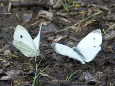`These are MY wood chips!  MINE!`