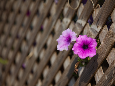 More flowers popping out of nowhere.