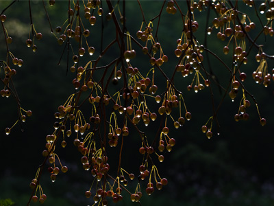 It rained last night.